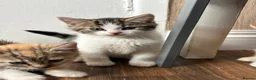Mixed Breed cats for sale: 4 kittens available to leave.  in Sheffield - Advert 3