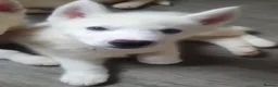 Siberian Husky dogs for sale: 2 female Beautiful White Husky Puppies Ready Now. - Advert 23