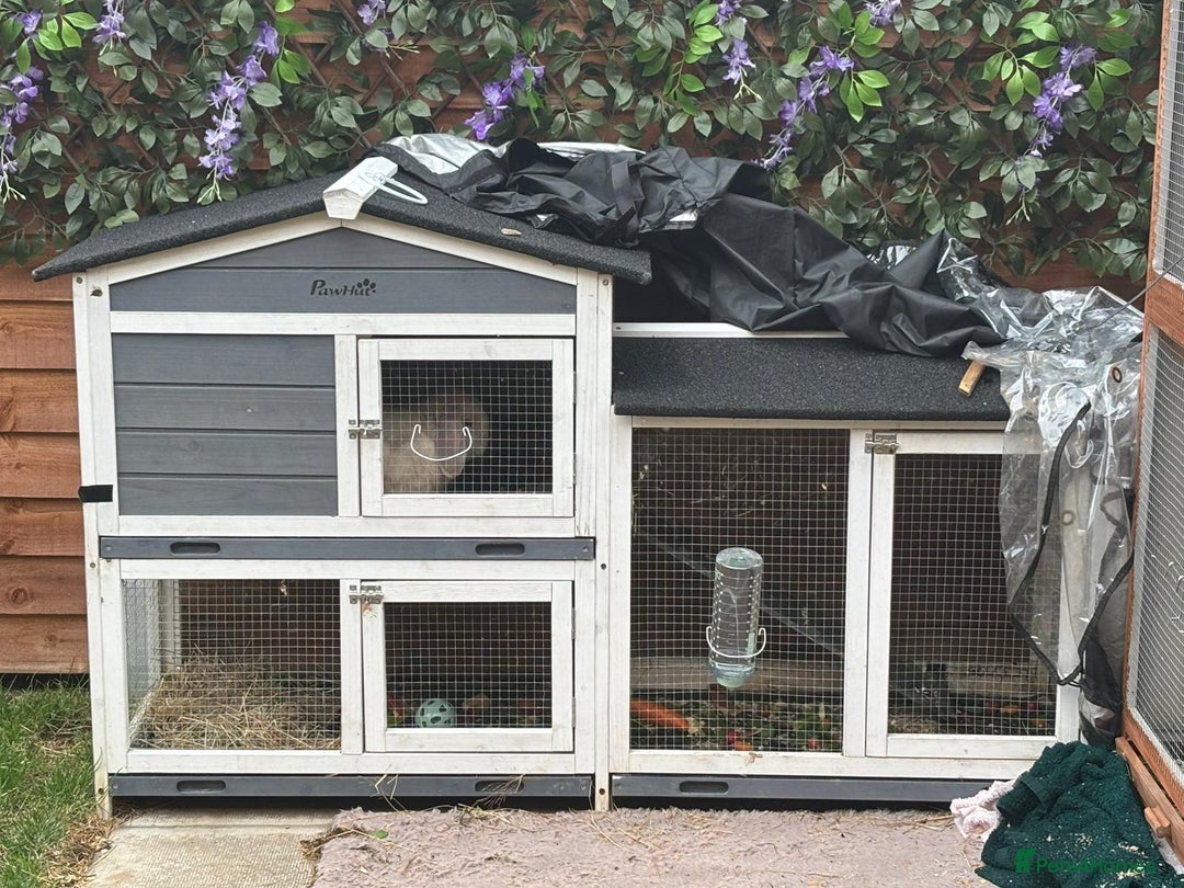 Dwarf Lop rabbits for sale: Thumper  - Image 3