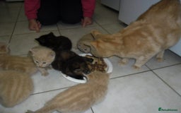 Mixed Breed cats for sale: 8 BEUTIFUL KITTENS FOR SALE - Image 21