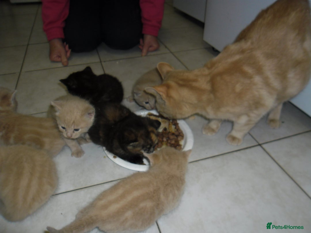 Mixed Breed cats for sale: 8 BEUTIFUL KITTENS FOR SALE - Image 21