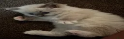 Ragdoll cats for sale: Beautiful Pedigree Ragdoll Kittens  - Advert 19