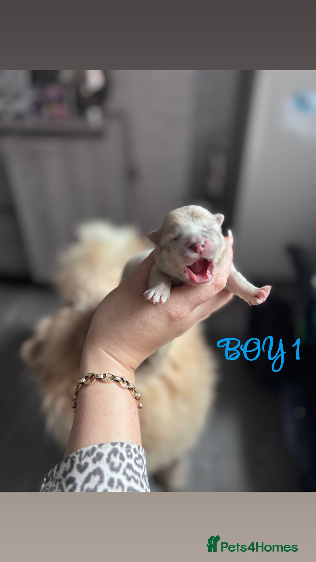 Mixed Breed dogs for sale: Chowpom puppies - Advert 2