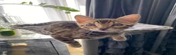 Bengal cats for sale: One Little Princesses - Advert 5
