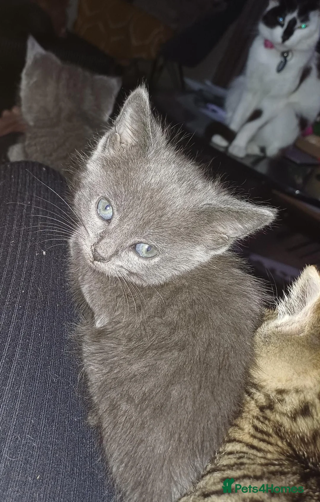 Russian Blue cats for sale: 3/4 russian blue kittens in Port Talbot - Advert 6