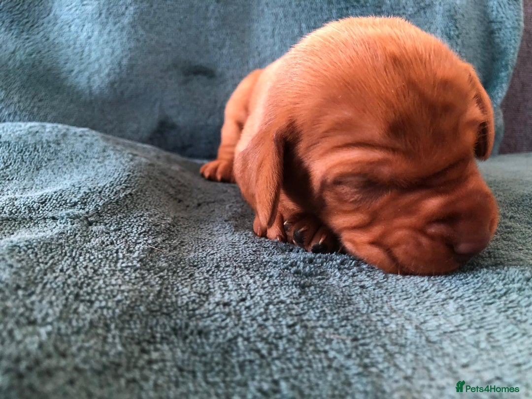 Hungarian Vizsla dogs for sale: Playfull and cheeky hungarian vizsla puppies  - Advert 36