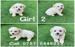 Poodle dogs for sale: Poodles pups for forever home - Image 6