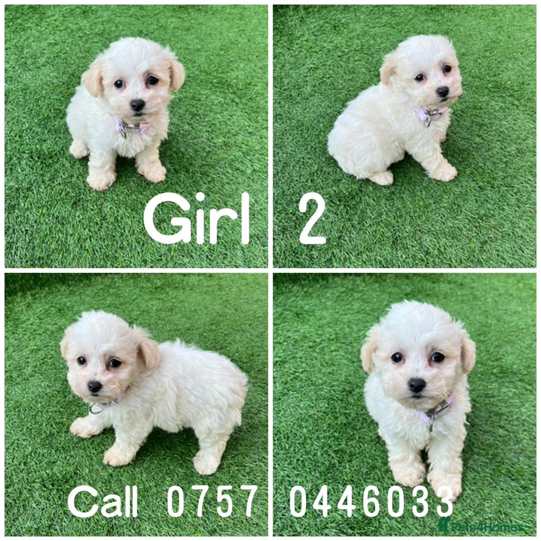 Poodle dogs for sale: Poodles pups for forever home - Image 6