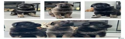 German Shepherd dogs for sale: Stunning KC Registered German Shepherd Puppies   - Advert 11