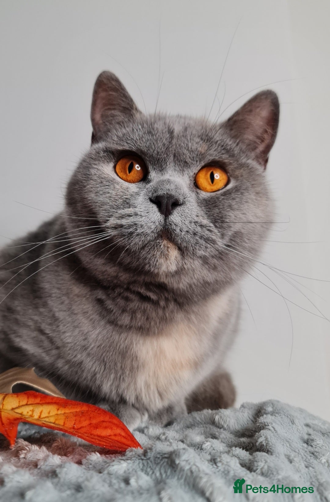 British Shorthair cats for sale: RETIRED QUEEN BSH BLUE CREAM TORTIE GCCF REG  - Advert 2