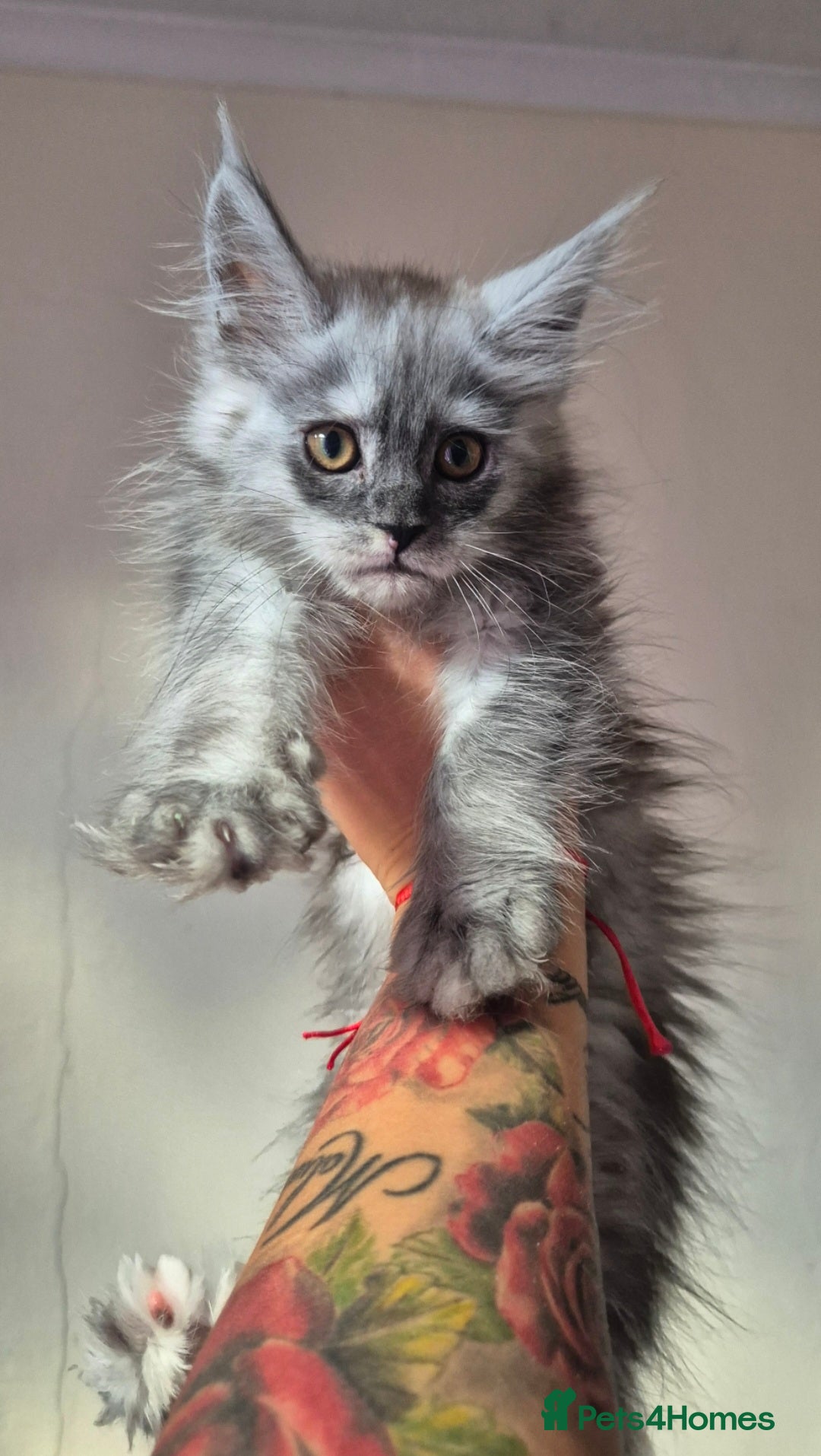 Maine Coon cats for sale: Registered maine coon kittens  - Image 13