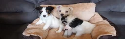 Jack Russell dogs for sale: Jack Russell puppies  - Advert 2