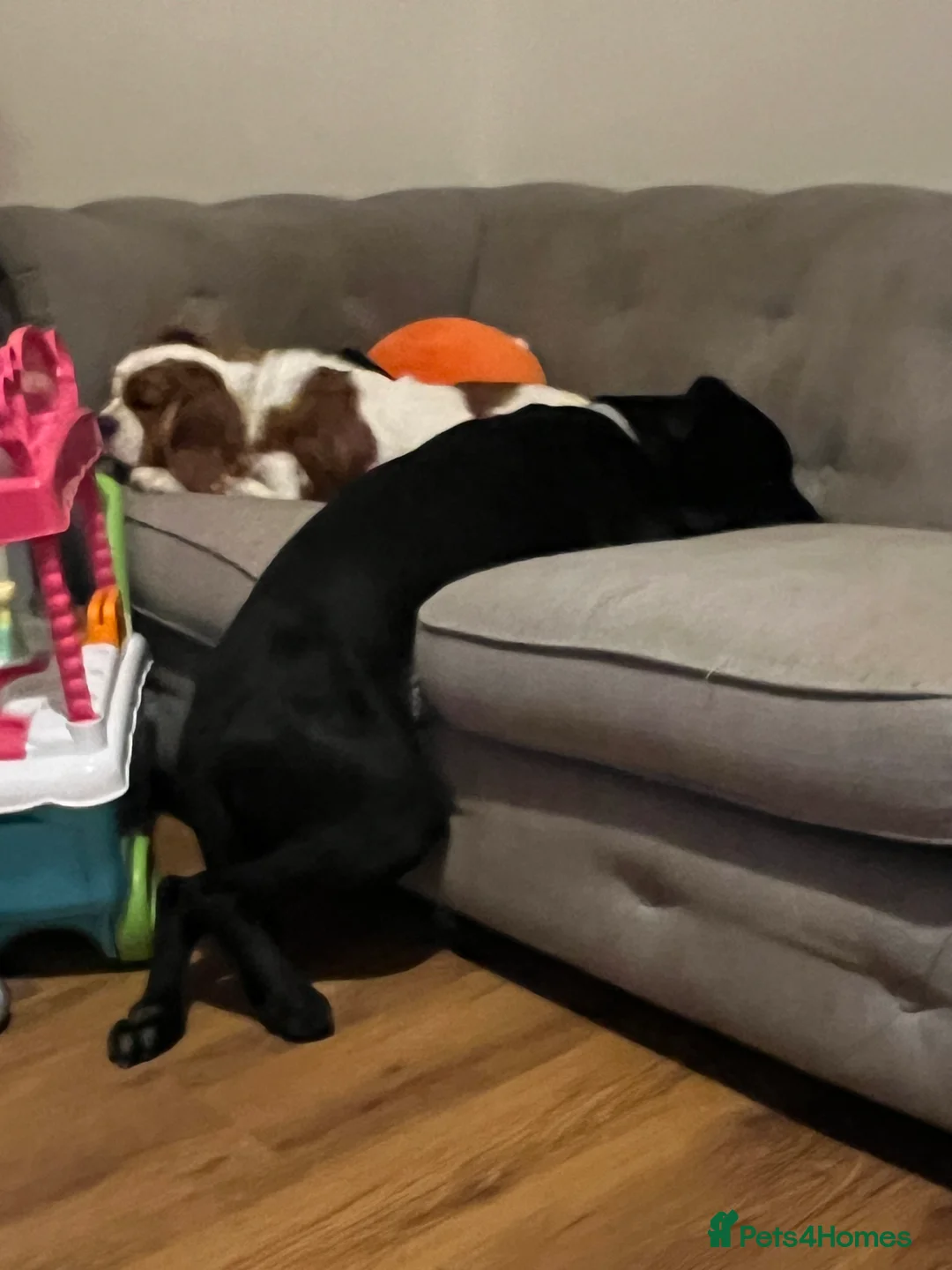 Mixed Breed dogs for sale: Dog in desperate need of  a home - Advert 2