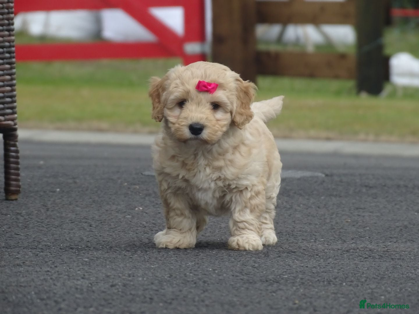 Cockapoo dogs Stunning Cockapoo Puppies  - Advert 5