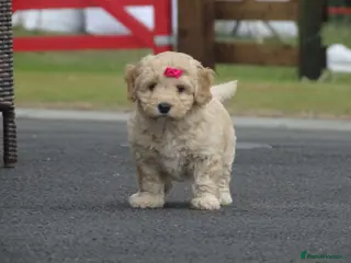 Cockapoo dogs Stunning Cockapoo Puppies - Advert 5