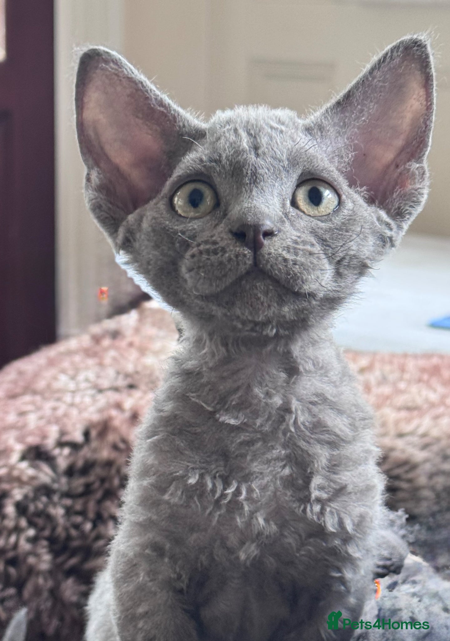 Devon Rex cats Fantastic Pedigree Devon Rex - Advert 16