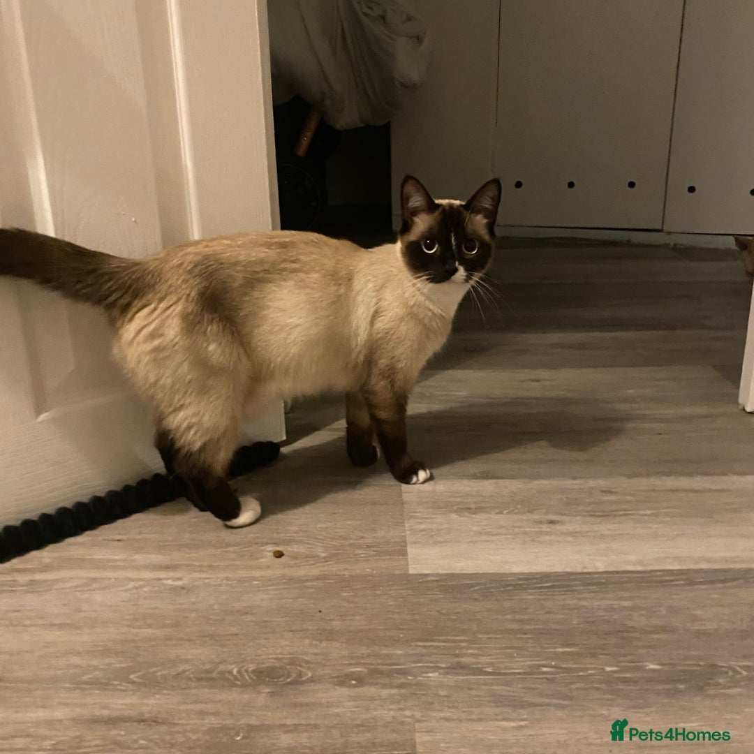 Himalayan cats for sale: Himalayan x Maine Coon Kittens – Ready Soon! - Image 23