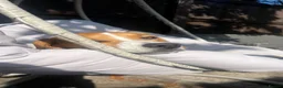 Beagle dogs for sale: Lovely, beautiful beagle for sale - Advert 11