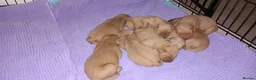 Labrador Retriever dogs for sale: LABRADOR PUPPIES - FOX RED KC REG. TESTED PARENTS in Kelso - Advert 6