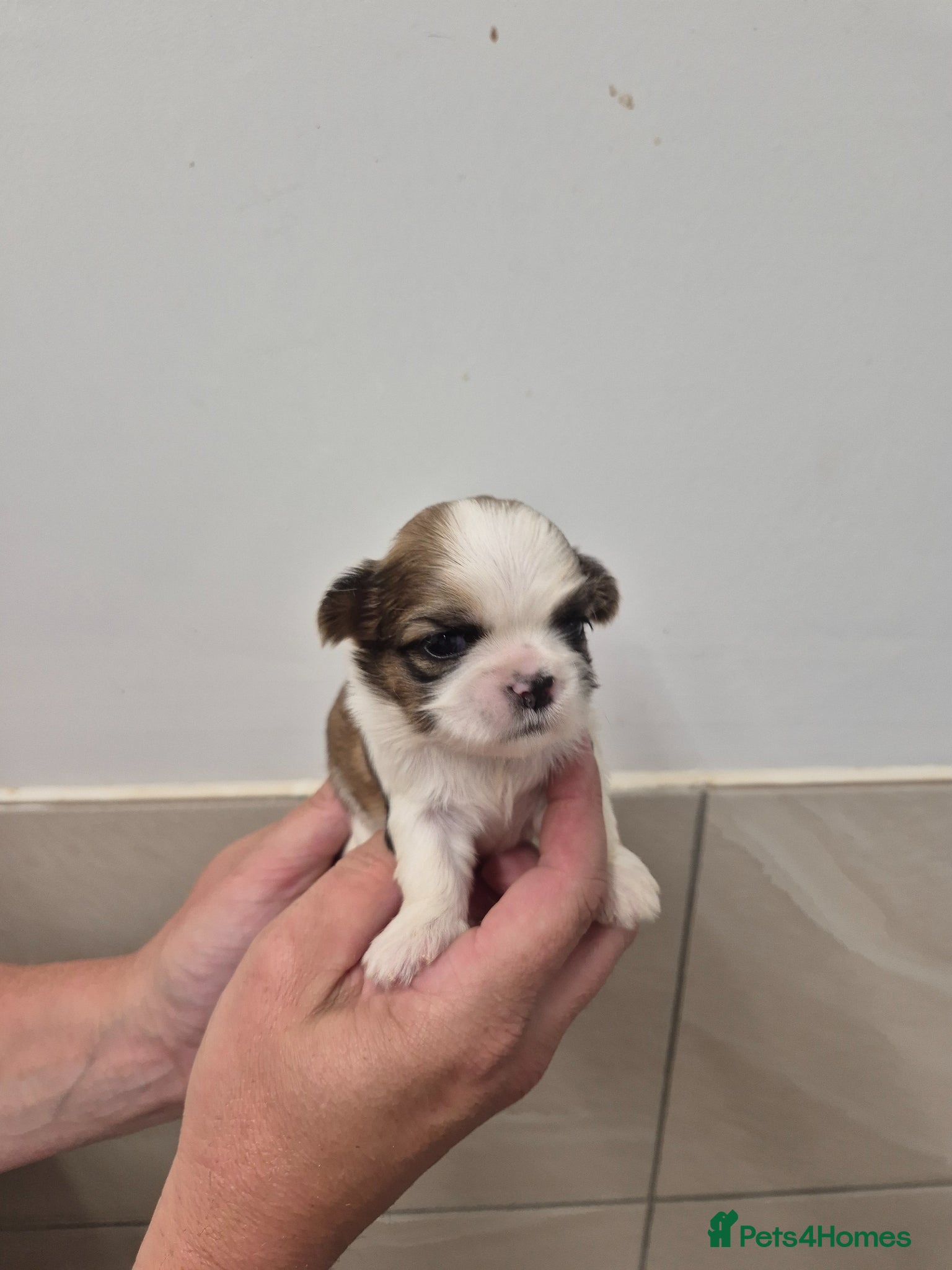 Shih Tzu dogs for sale: Shih Tzu Puppies - Advert 6