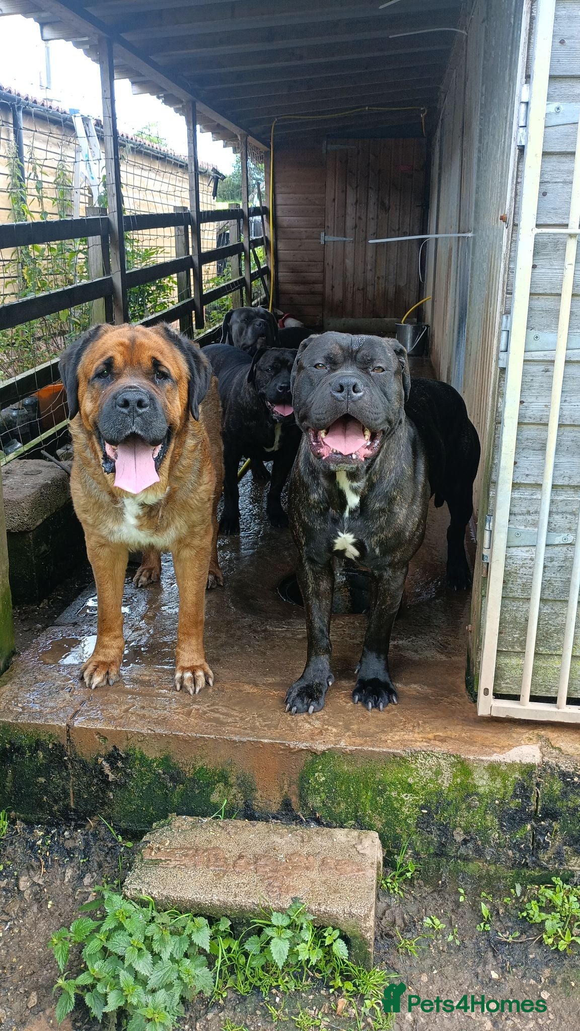 Mixed Breed dogs Saint Bernard Neapolitan x Boerboel Neapolitanbull - Advert 1
