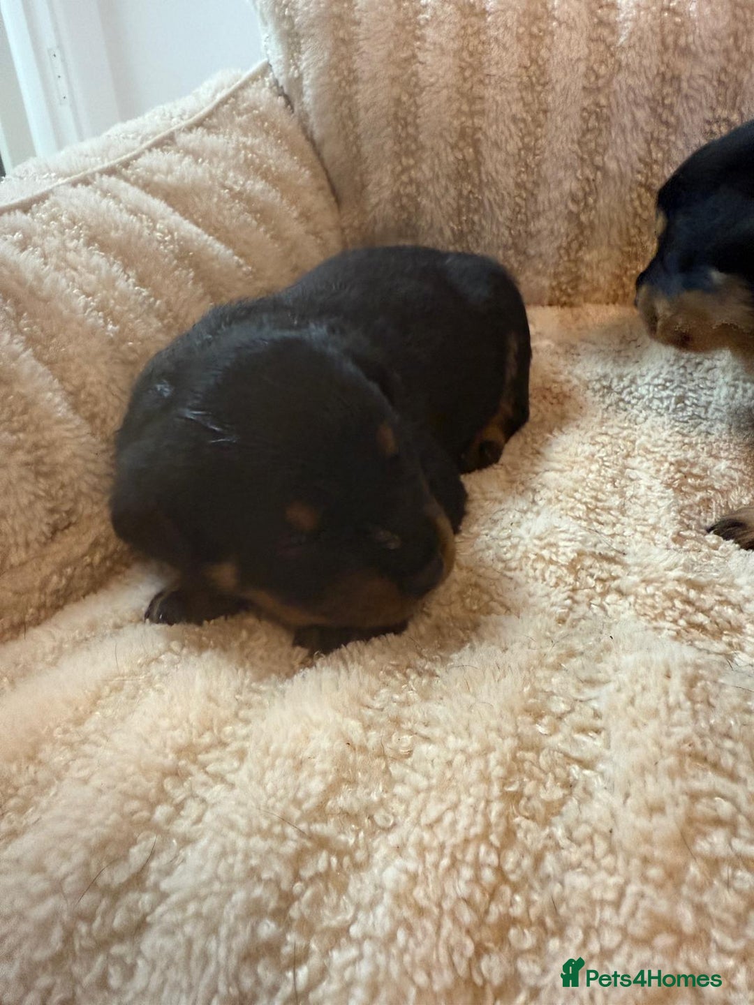 Rottweiler dogs for sale: ROTTWEILER PUPPIES- READY  29/12/25 - Advert 5