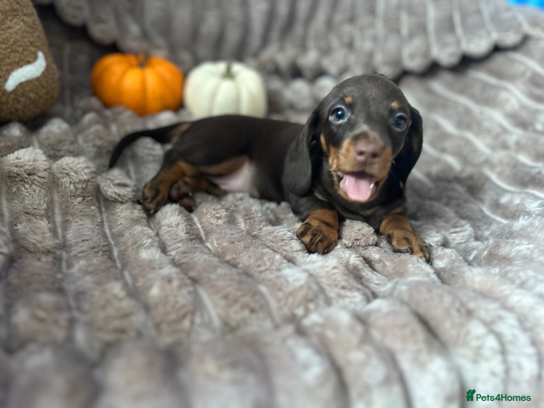 Dachshund dogs for sale: Dachshunds mini puppies   - Image 31