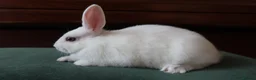 Mixed Breed rabbits for sale: Dwarf Mix Mini Rex Rabbits - Advert 3