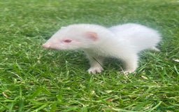 Ferret rodents for sale: Mixed Young Ferrets 10-12 weeks old  - Image 2