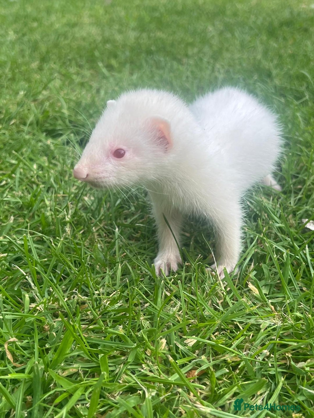 Ferret rodents for sale: Mixed Young Ferrets 10-12 weeks old  - Image 2