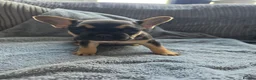 French Bulldog dogs for sale: French bulldog Puppies.  - Advert 9