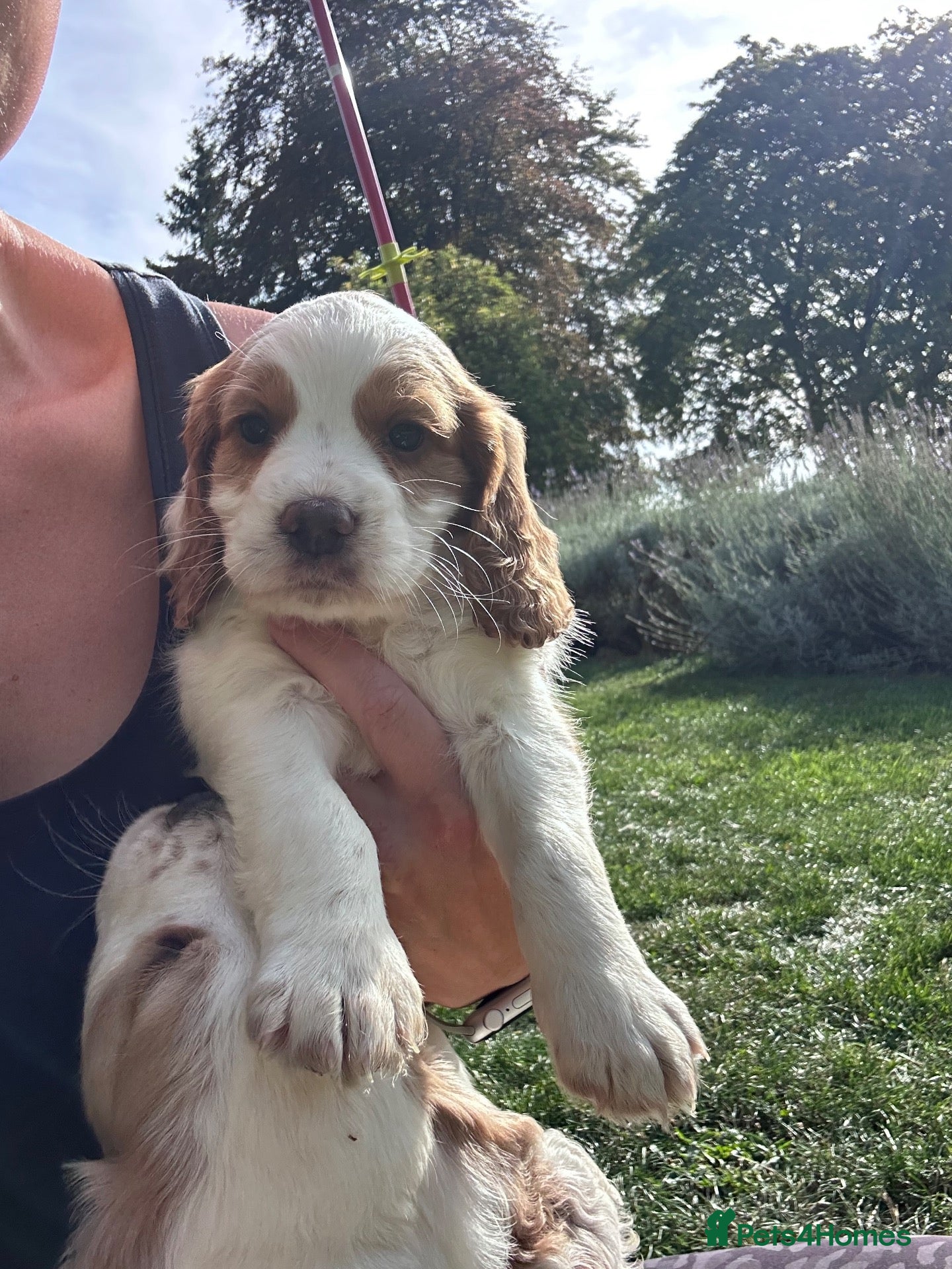 Cocker Spaniel dogs Working cocker spaniel puppies for sale  - Advert 1