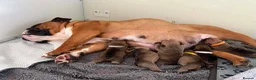 English Bulldog dogs for sale: Quality English bulldogs  - Advert 23