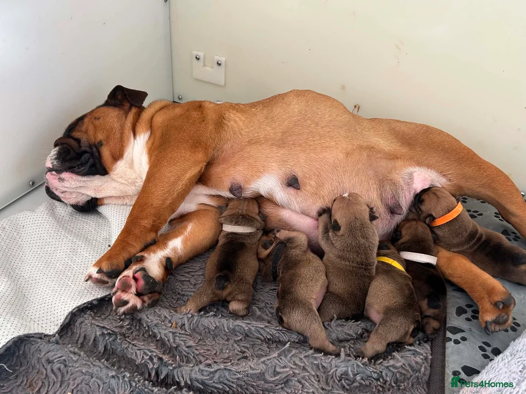 English Bulldog dogs for sale: Quality English bulldogs  - Advert 23