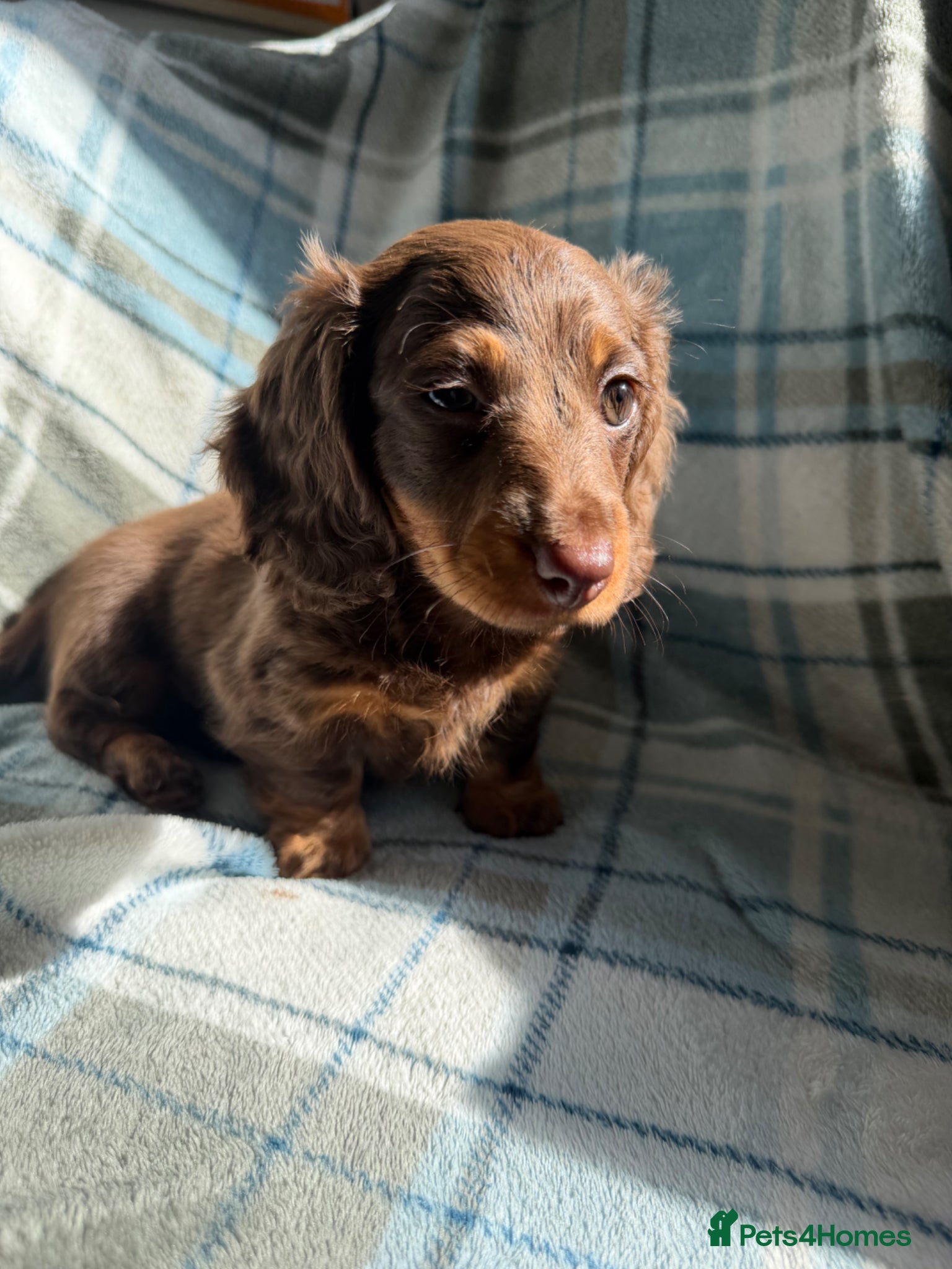 Dachshund dogs for sale: Miniature Dachshund Puppies  - Advert 22