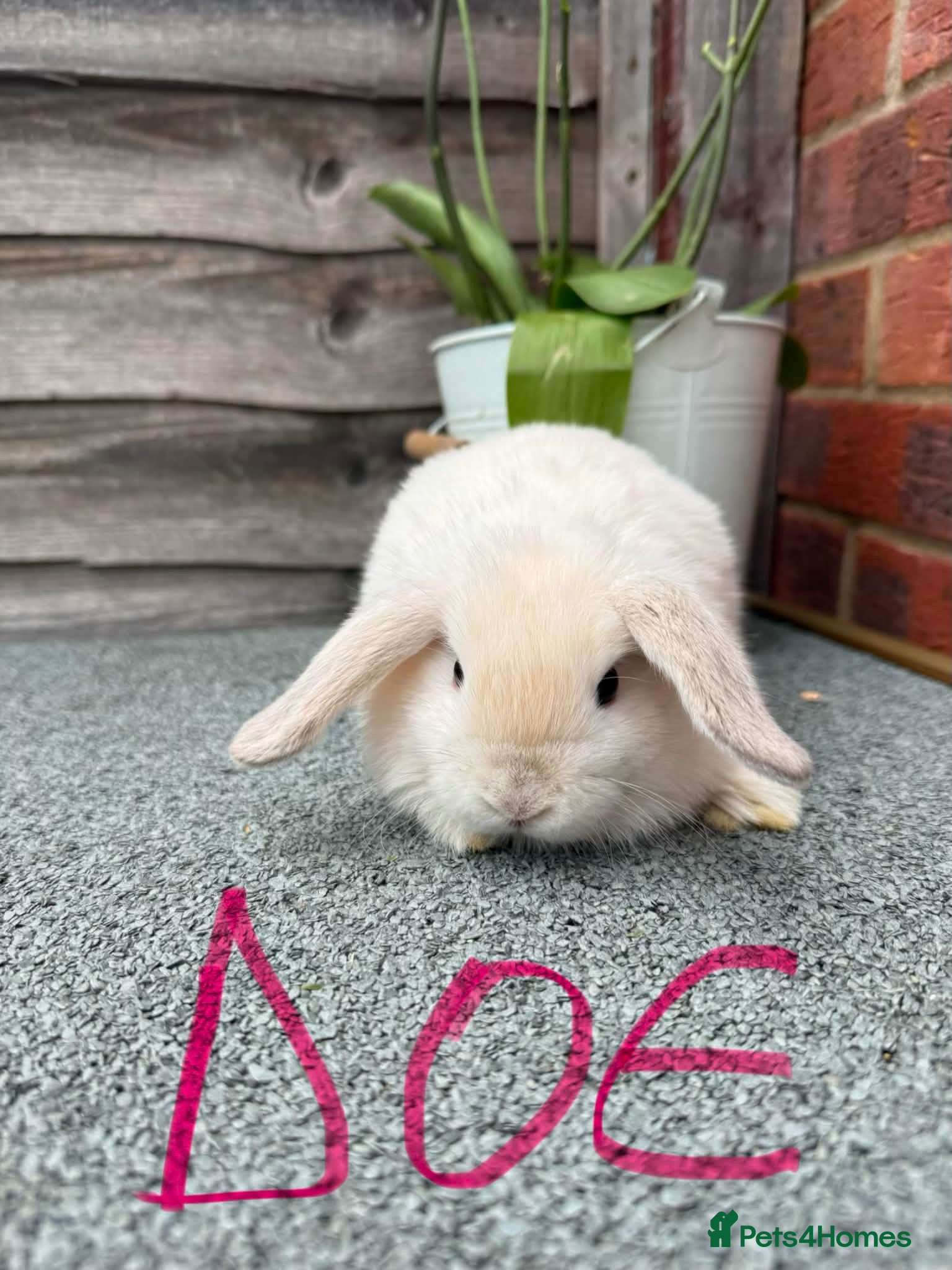 Mini Lop rabbits Pure breed mini lop - Advert 10
