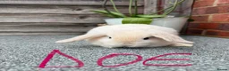 Mini Lop rabbits for sale: Pure breed mini lop - Advert 1