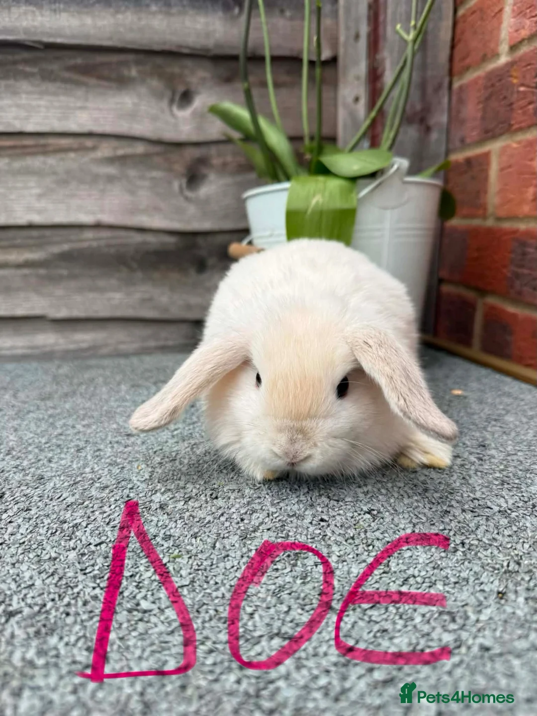 Mini Lop rabbits for sale: Pure breed mini lop - Advert 1