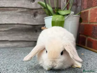 Mini Lop rabbits Pure breed mini lop - Advert 1