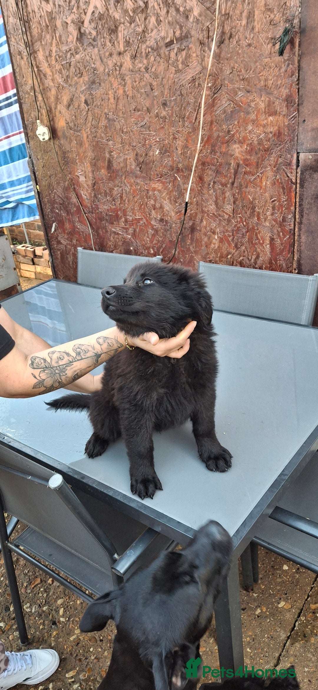 German Shepherd dogs for sale: For sale  - Image 9