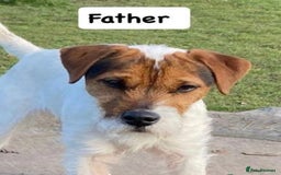 Mixed Breed dogs for sale: Jack Russell pups - Image 6