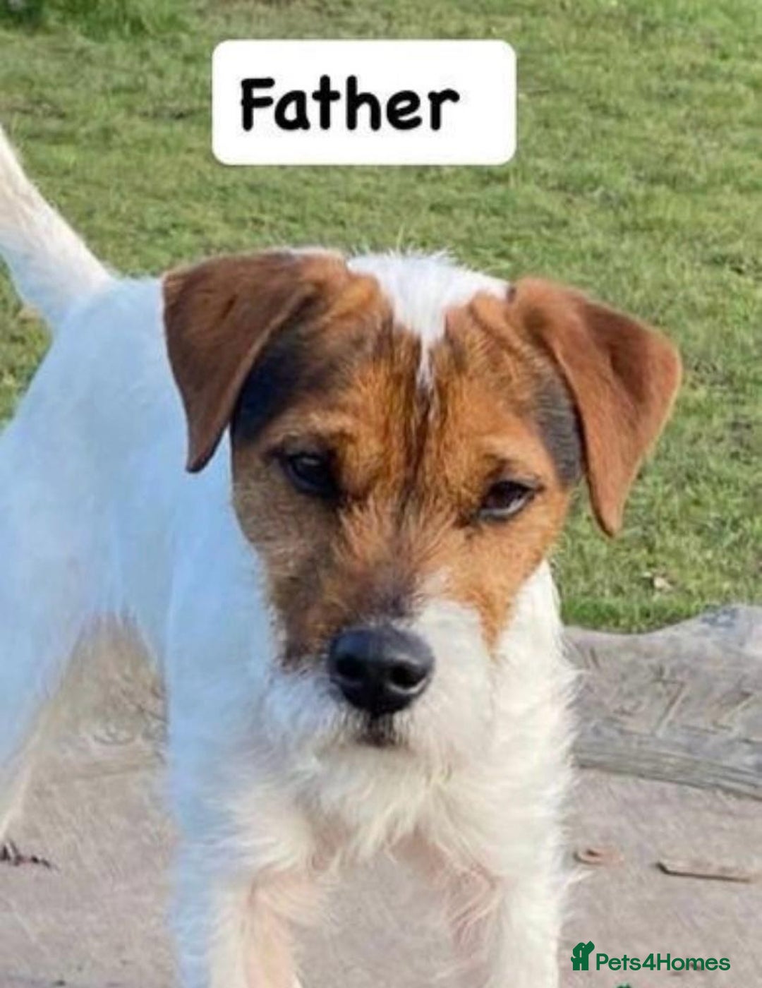 Mixed Breed dogs for sale: Jack Russell pups - Image 6