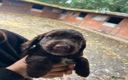 Cocker Spaniel dogs for sale: Beautiful cocker spaniel puppies❤️ - Image 6