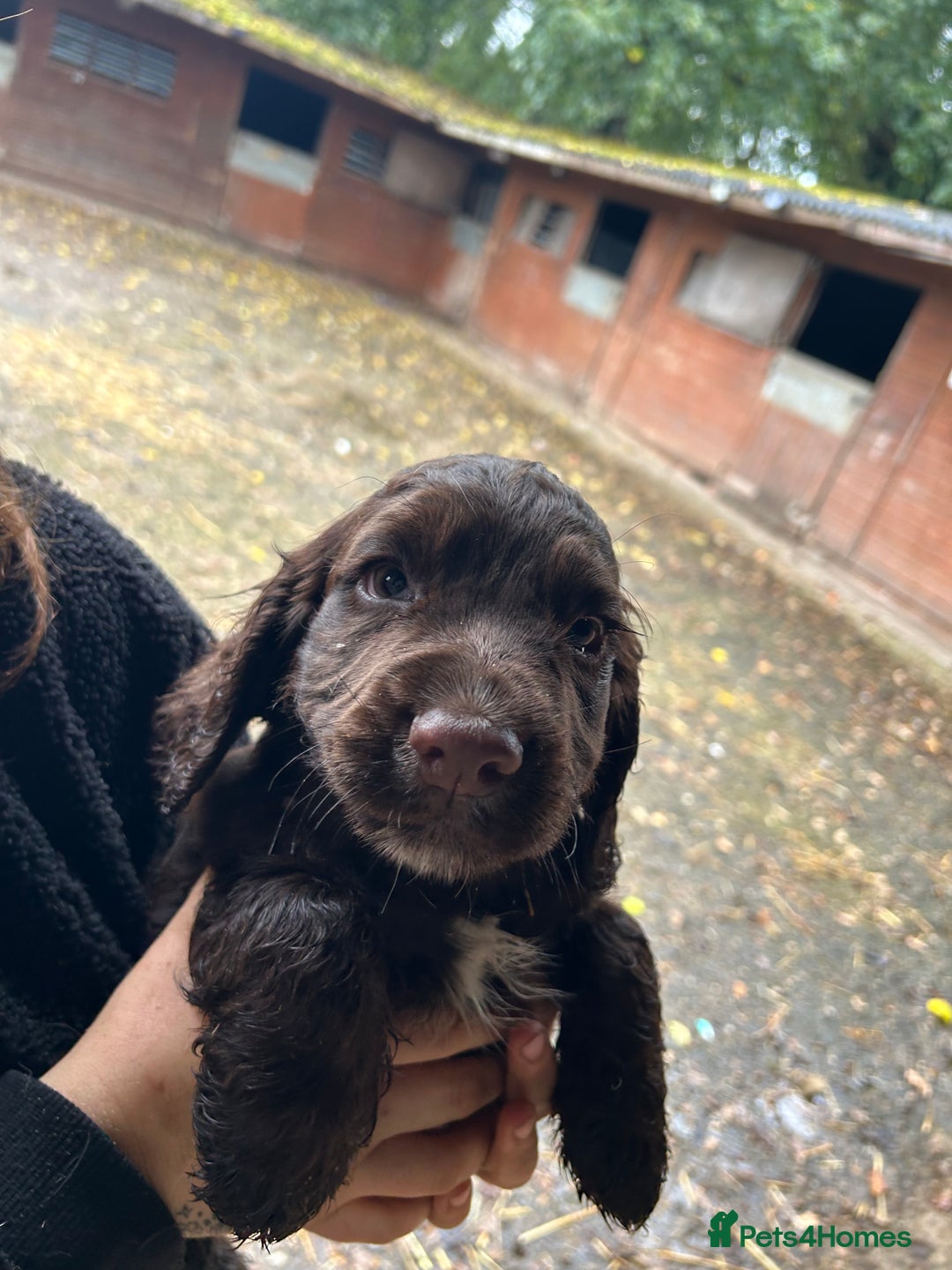 Cocker Spaniel dogs for sale: Beautiful cocker spaniel puppies❤️ - Image 6
