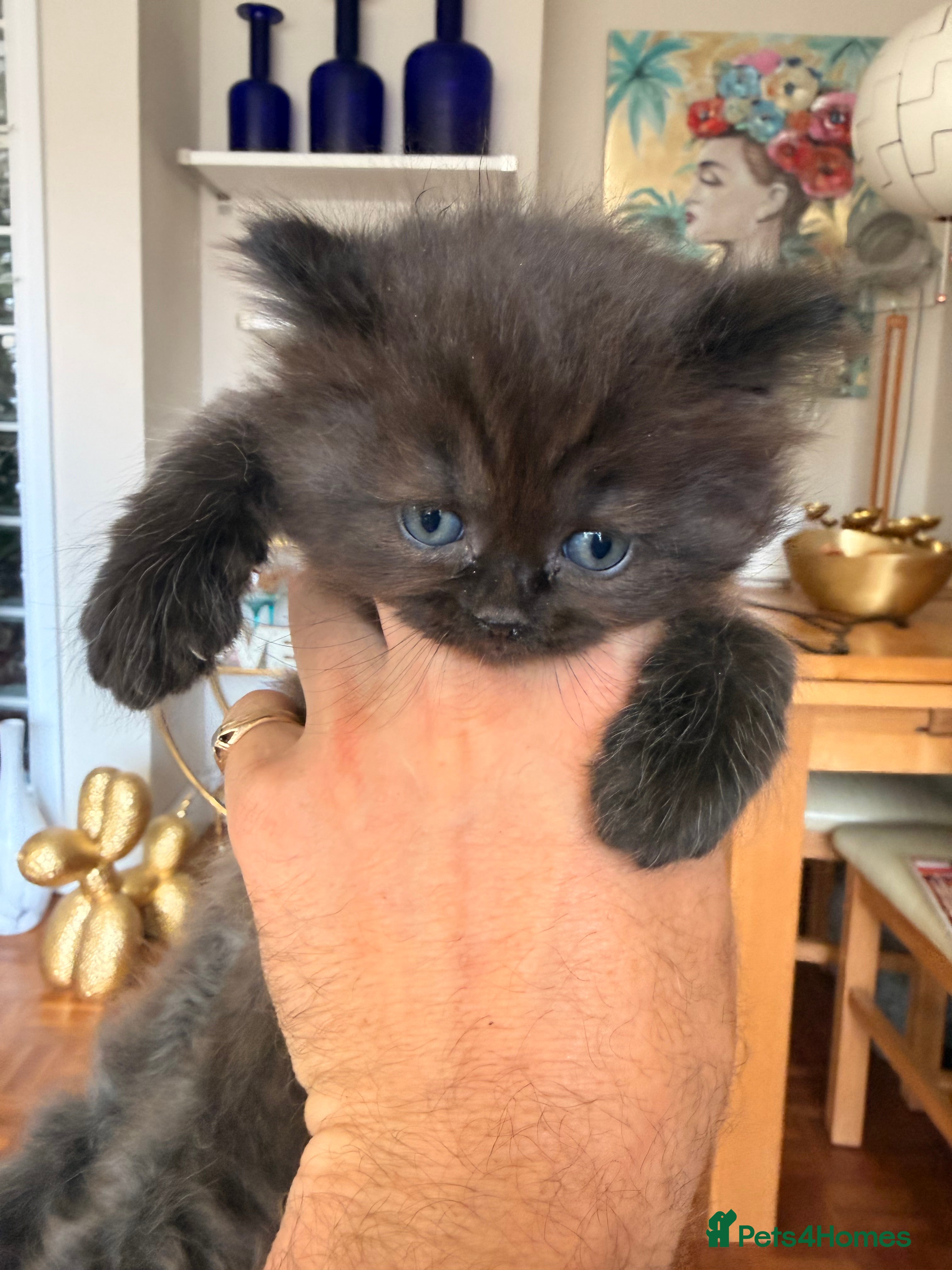Scottish Fold cats for sale: Beautiful Rainbow litter available to reserve - Advert 21