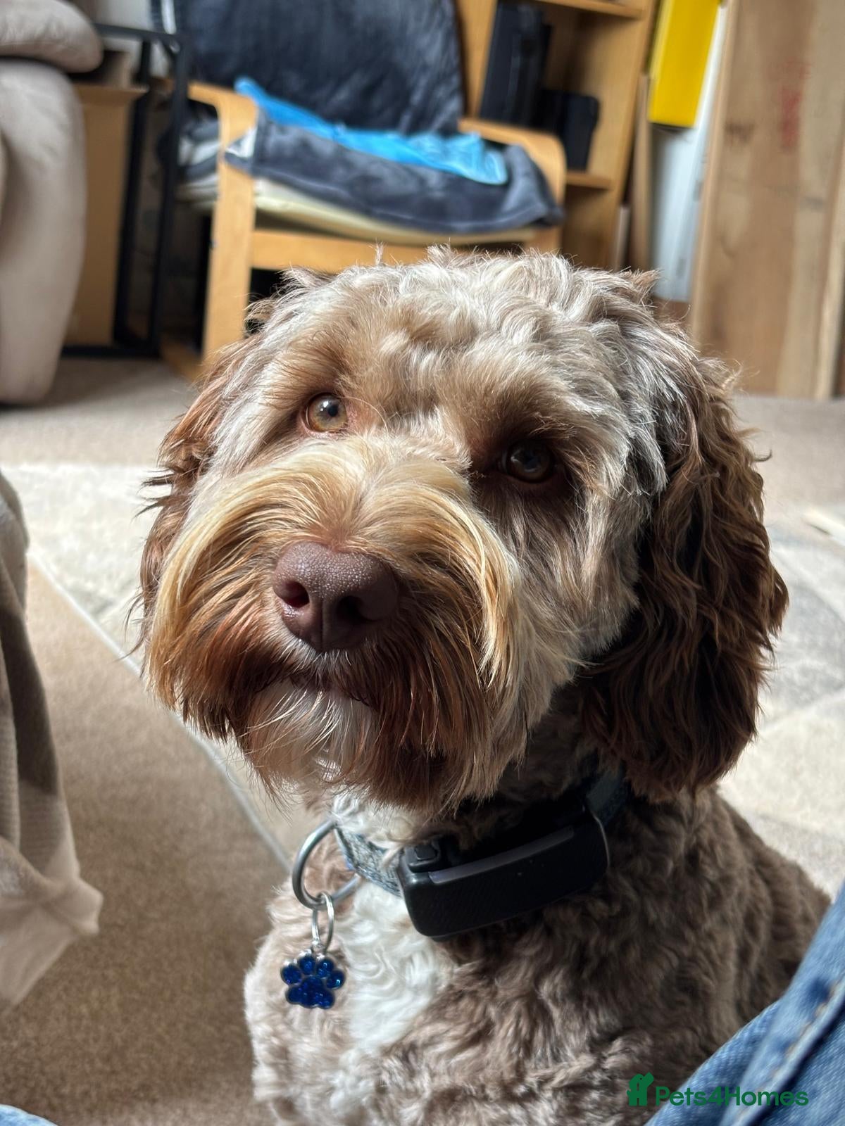 Labradoodle dogs ✨Proven Australian Labradoodle🌟 - Advert 10