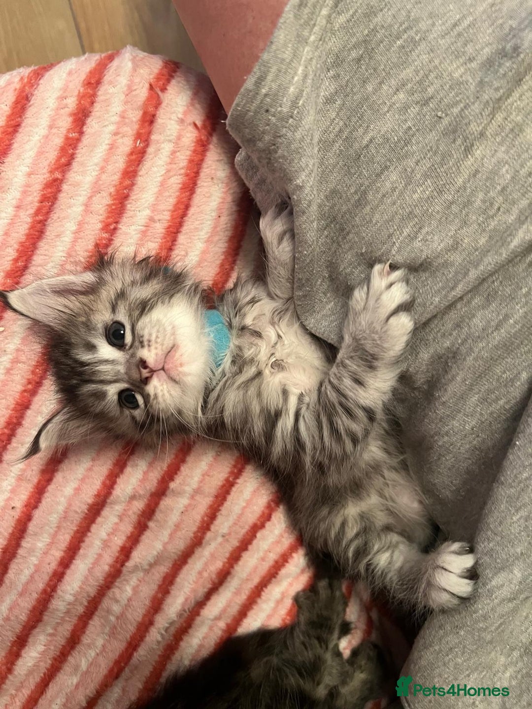 Maine Coon cats for sale: Full breed Mainecoon kittens ready 17th February  - Advert 5