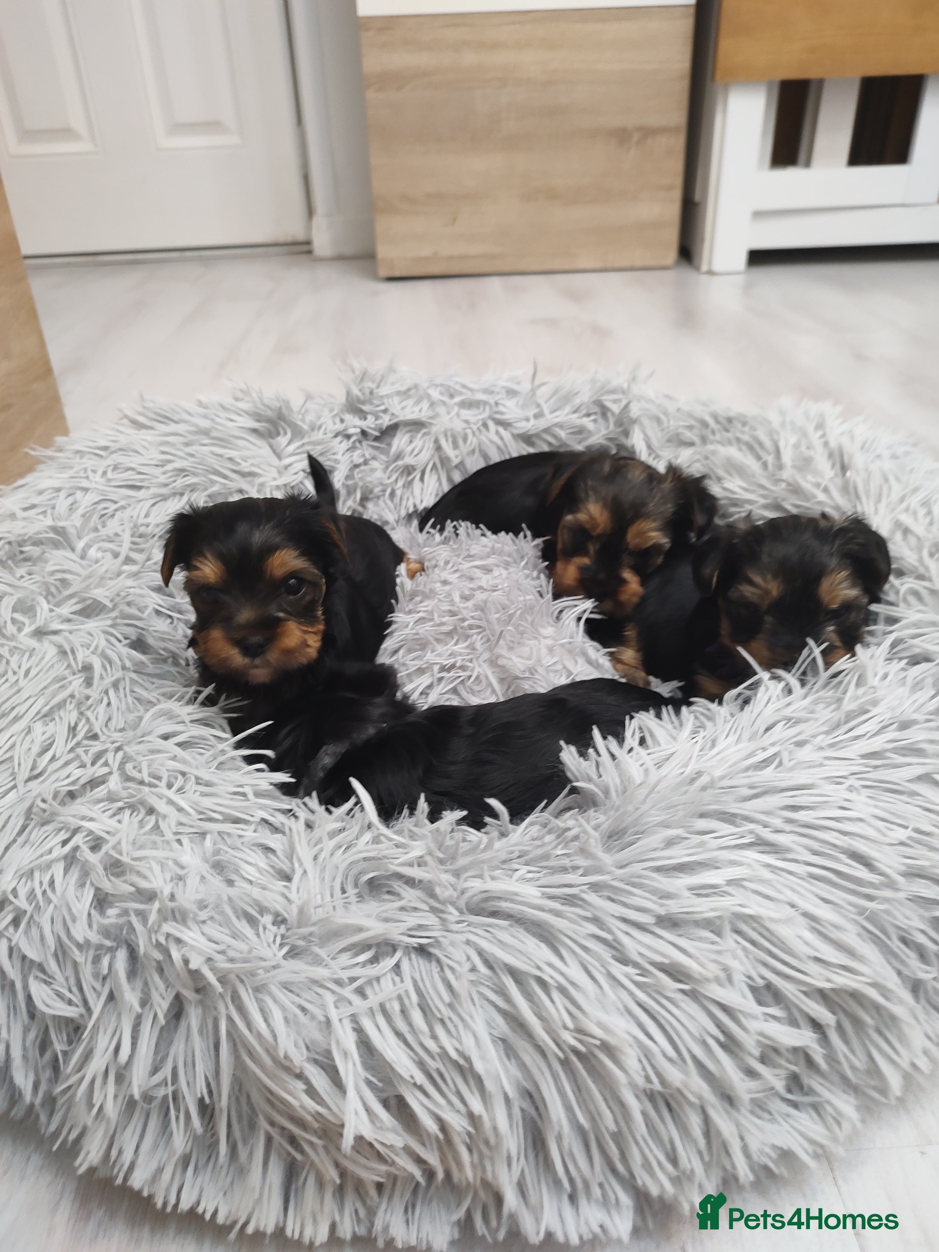 Yorkshire Terrier dogs Adorable Mini Yorkshire Terrier Puppies - Advert 10