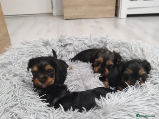 Yorkshire Terrier dogs Adorable Mini Yorkshire Terrier Puppies - Advert 10