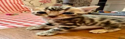 Bengal cats for sale: Beautiful Bengal Kittens for sale - Advert 16
